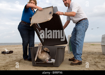 Pélican brun publication sur Raccoon Island, en Louisiane. Banque D'Images