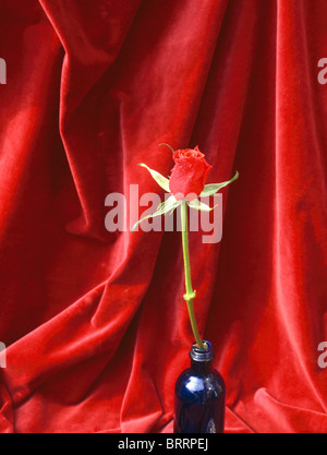 Still-Life de rose rouge en bouteille en verre bleu contre tissu velours rouge Banque D'Images