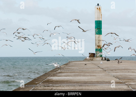 Mouettes volant dans une foule d'une jetée à Tan y Bwlch beach à Aberystwyth Banque D'Images