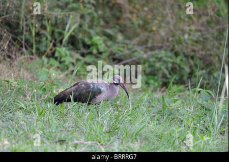 Ibis hagedash - Bostrychia hagedash Hadeda Ibis (Hagedashia hagedash) - à la recherche de vers dans l'herbe Banque D'Images