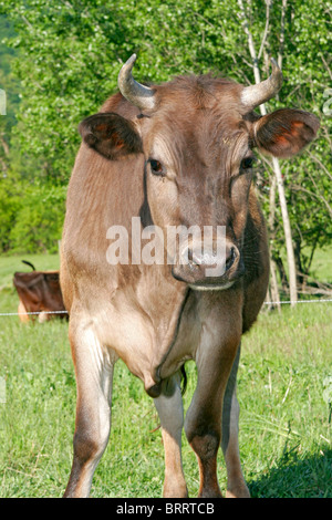 Sur une vache Holstein farmer's green pasture Banque D'Images