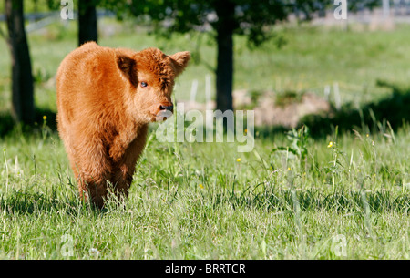 Sur une vache Holstein farmer's green pasture Banque D'Images