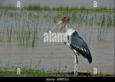 Marabou stork (crumeniferus Flamant rose (Phoenicopterus ruber) debout avec bill au bord de l'eau - Lac Baringo - Kenya - Afrique de l'Est Banque D'Images