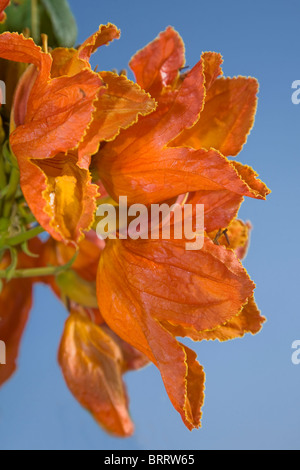 Spathodea campanulata ou le tulipier d'Afrique, en pleine floraison against a blue sky Banque D'Images