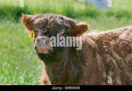 Sur une vache Holstein farmer's green pasture Banque D'Images