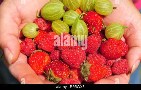 Jardiniers main tenant les petits fruits fraîchement cueillis du jardin - centre focus. Banque D'Images