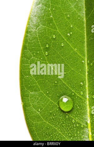 Laisser vert et de l'eau fond gouttelette Banque D'Images