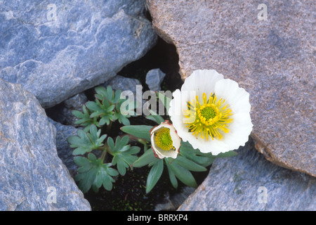 Glacier Glacier Crowfoot, la renoncule âcre (Ranunculus glacialis), Parc National du Hohe Tauern, le Tyrol, Autriche, Europe Banque D'Images