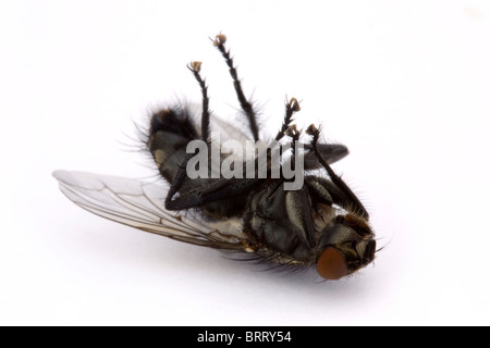 Mouche morte sur un fond blanc Banque D'Images