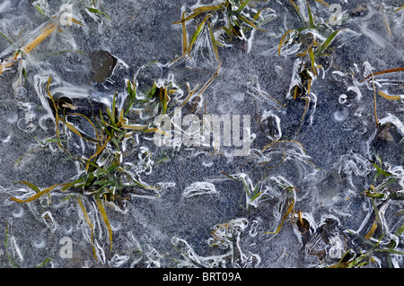 La formation de glace dans une flaque, Bavaria, Germany, Europe Banque D'Images