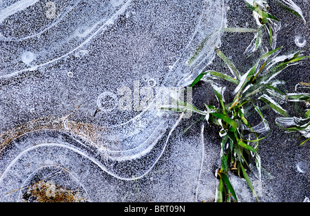 La formation de glace dans une flaque, Bavaria, Germany, Europe Banque D'Images