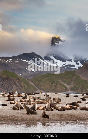 Les Otaries à fourrure antarctique, Arctocephalus gazella sur Right Whale Bay Beach, South Georgia Island. Banque D'Images