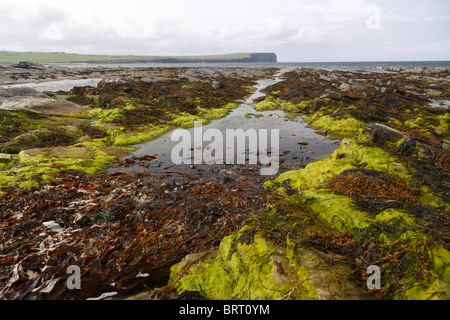 Vue de la tête de la chaussée Marwick au Brough de Birsay, Orkney, Scotland Banque D'Images