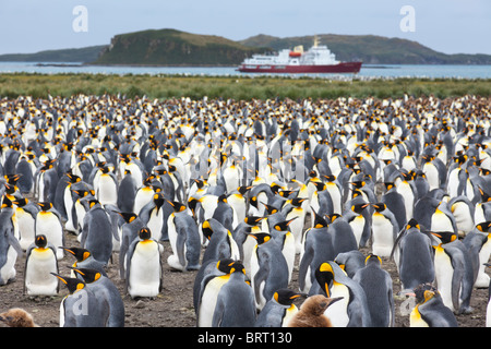 Le roi colonie de pingouins à la plaine de Salisbury, South Georgia Island Banque D'Images