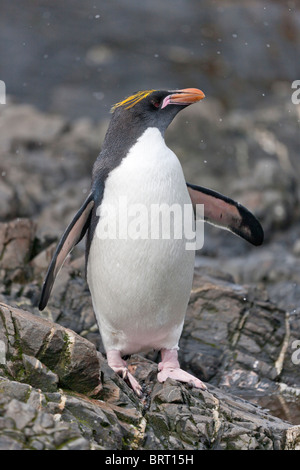 Macaroni pingouins à Hercules Bay, South Georgia Island. Banque D'Images