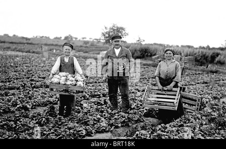 Les agriculteurs sur un champ de choux, photographie historique, autour de 1922 Banque D'Images