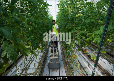 Répandre du soufre pour protéger les travailleurs contre les moisissures dans la tomate de serre hydroponique à Victoria Banque D'Images