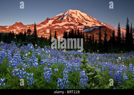 Le mont Rainier au-dessus de lupin dans un parc, Parc National de Mount Rainier, Washington. Banque D'Images