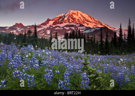 Le mont Rainier au-dessus de lupin dans un parc, Parc National de Mount Rainier, Washington. Banque D'Images