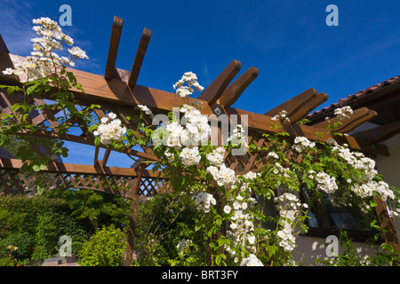 Pergola avec rambling rose blanche, Recteur, Angleterre Banque D'Images