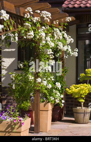 Pergola avec rambling rose blanche, Recteur, grandissant dans l'pot, Angleterre Banque D'Images