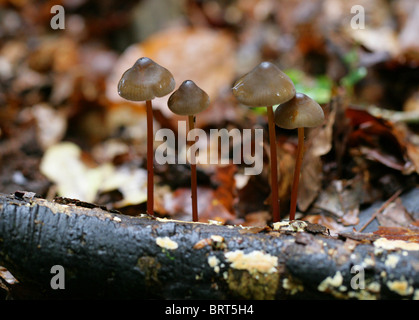 Saffrondrop Bonnet Champignon, Mycena crocata, Mycenaceae Banque D'Images