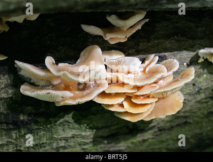 Huître pâle, champignon Pleurotus pulmonarius, Pleurotaceae Banque D'Images