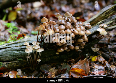 Bonnets en cluster, Mycena inclinata, Mycenaceae et Saffrondrop Bonnet Champignon, Mycena crocata. Banque D'Images