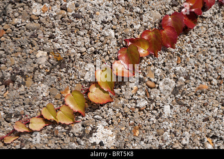 Boston ivy changent de couleur en automne Banque D'Images