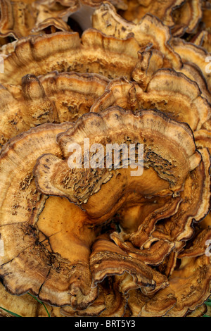 Polypore géant Meripilus giganteus, champignon, Polyporus giganteus (, Grifola gigantea), Meripilaceae Banque D'Images