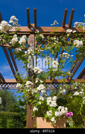 Pergola avec rambling rose blanche, Recteur, Angleterre Banque D'Images