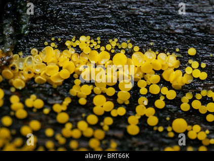 Disco citron champignon, amphibien Bisporella citrina,. Syn. Bisporella claroflava Banque D'Images