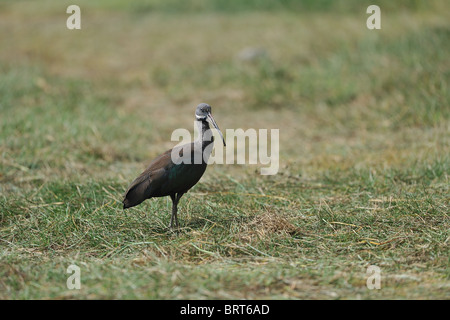 Ibis hagedash - Bostrychia hagedash Hadeda Ibis (- Hagedashia hagedash) debout sur le terrain - Crater Lake - Kenya - Afrique de l'Est Banque D'Images