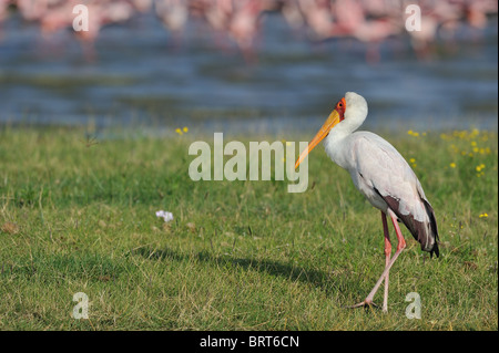 Yellow-billed stork (Mycteria ibis - Ibis ibis) balade au bord du lac non loin de l'flamingos Banque D'Images