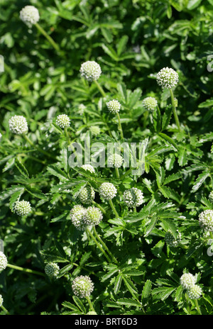 Pirri-pirri Bur, Acaena novae-zelandiae, Rosaceae, Nouvelle-Zélande Banque D'Images