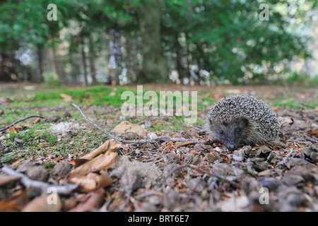 Hérisson d'Europe occidentale (Erinaceus europaeus) jeunes marchant dans un bois pour trouver de la nourriture à l'automne Banque D'Images