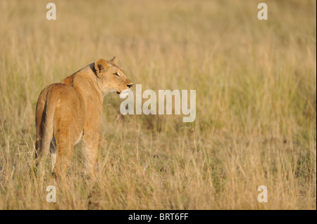 East African Lion - Massai lion (Panthera leo) nubica lionne debout dans l'herbe haute au lever du soleil Banque D'Images