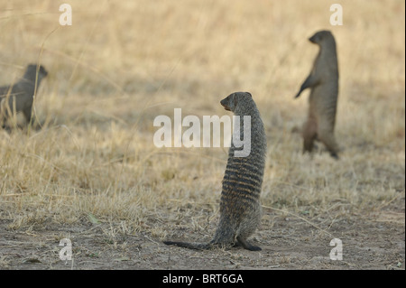 Mongoose bagués (Mungos mungo) Banque D'Images