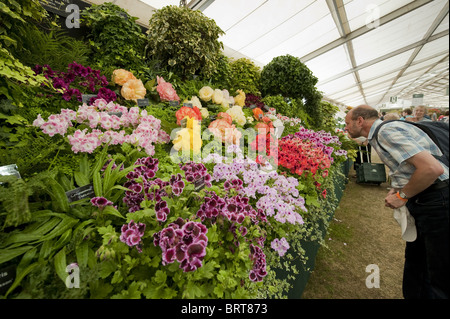 Visiteur du terrain d'exposition à l'intérieur d'un grand chapiteau floral (observation d'une variété de plantes de bégonia, couleurs vives) - RHS Flower Show, Tatton Park, Cheshire Angleterre Royaume-Uni. Banque D'Images