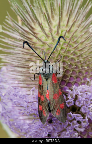 Six-spot burnet (Zygaena filipendulae) papillon sur cardère, Essex, Angleterre, Royaume-Uni