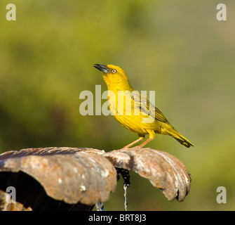 Cape Weaver Ploceus capensis Cape Afrique du Nord du Namaqualand Banque D'Images