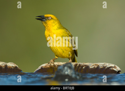 Cape Weaver Ploceus capensis Cape Afrique du Nord du Namaqualand Banque D'Images