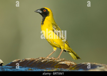 Le sud de Masked Weaver Ploceus velatus Cape Afrique du Nord du Namaqualand Banque D'Images