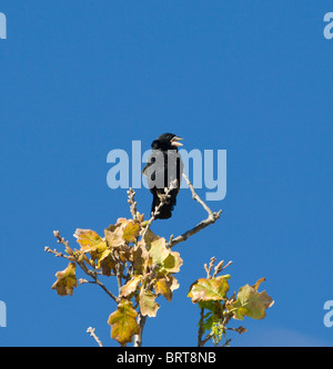 Yellowrumped Veuve Euplectes capensis Banque D'Images