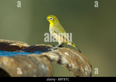 Cape White-Eye Zosterops virens Namaqualand Northern Cape Afrique du Sud Banque D'Images