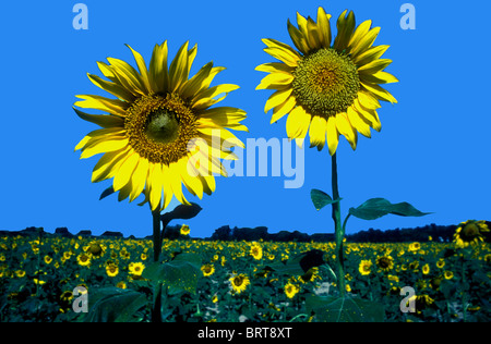 Tournesol pour la production de pétrole dans le Punjab indien Banque D'Images