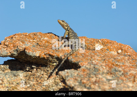 Le Nord du Namaqualand Gecko Cape Afrique du Sud Banque D'Images