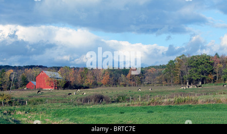 Une ferme laitière avec le bétail et feuillage d'automne. Banque D'Images