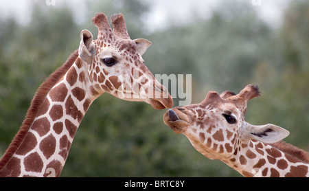 Les Girafes (giraffa) camelopardarlis Banque D'Images