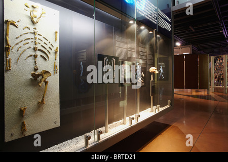 Affiche à l'intérieur de Maropeng Visitors Centre, berceau de l'humanité, inscrite au Patrimoine Mondial de l'UNESCO, Gauteng, Afrique du Sud Banque D'Images